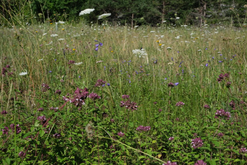 Aufwertung Magerwiese in Schönwies Aufwertung Magerwiese in Schönwies