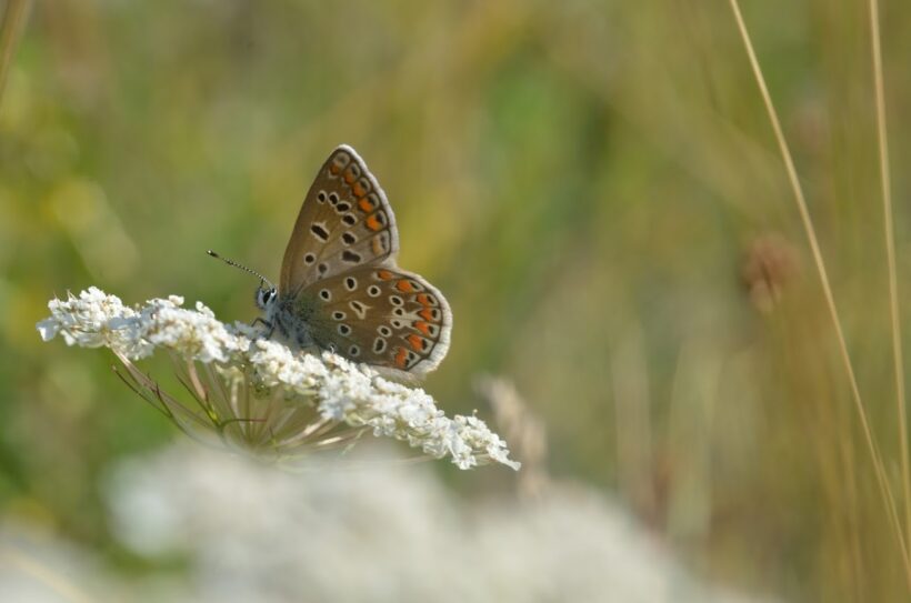 Insektenschonendes Mähen Insektenschonendes Mähen